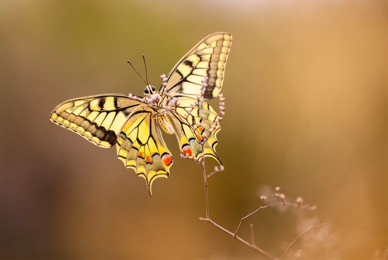 100mm l is f2.8, Aranjuez, Butterflies, Canon 5DMKII, Canon 600ex rt, El Regajal, Lepidoptera, Macro lens, Mariposas, Spain Butterflies of 2014 IIphoto preview