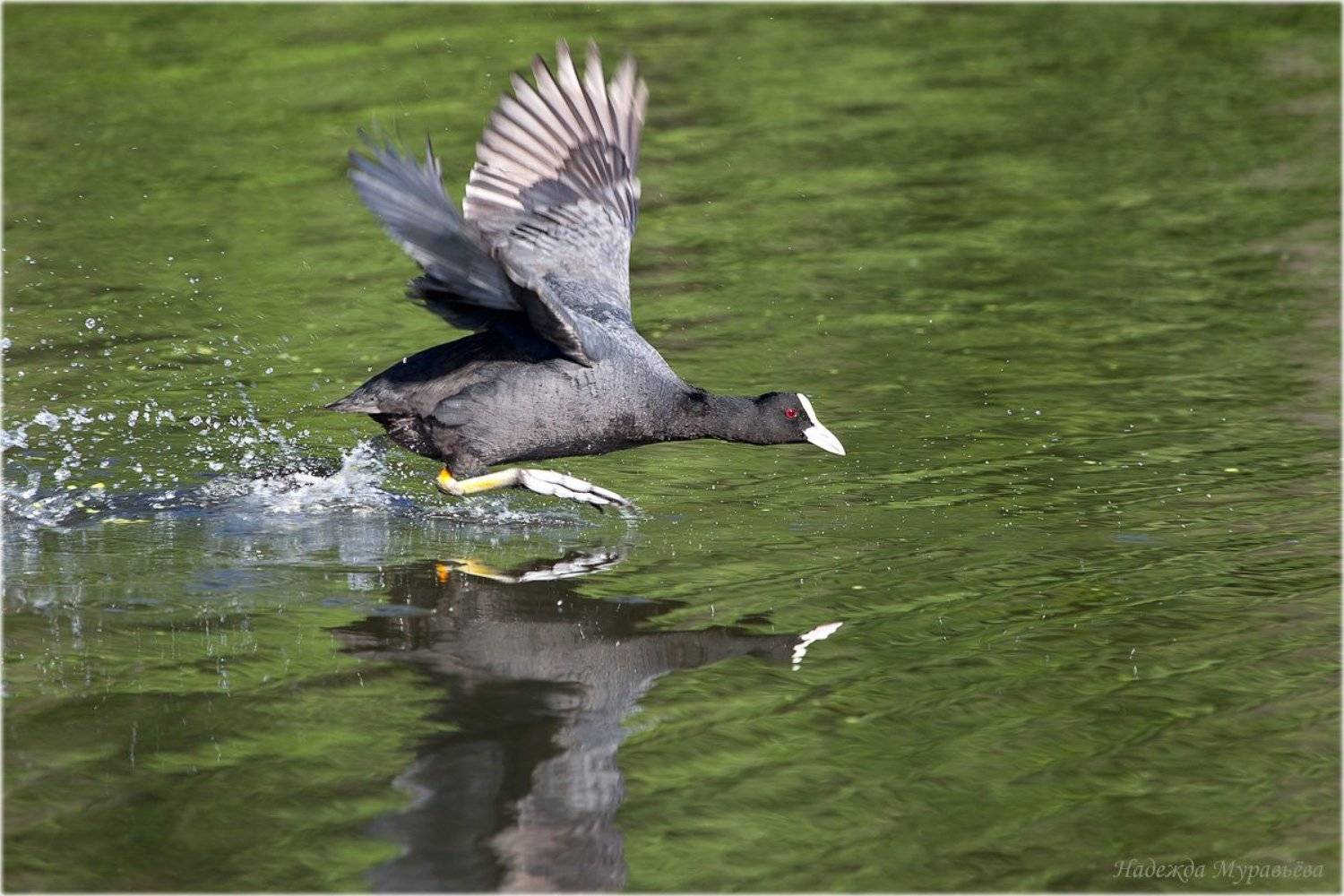 Бег на короткие дистанции. Автор: Надежда Муравьёва Fulica atra, Лысуха, Надежда Муравьёва