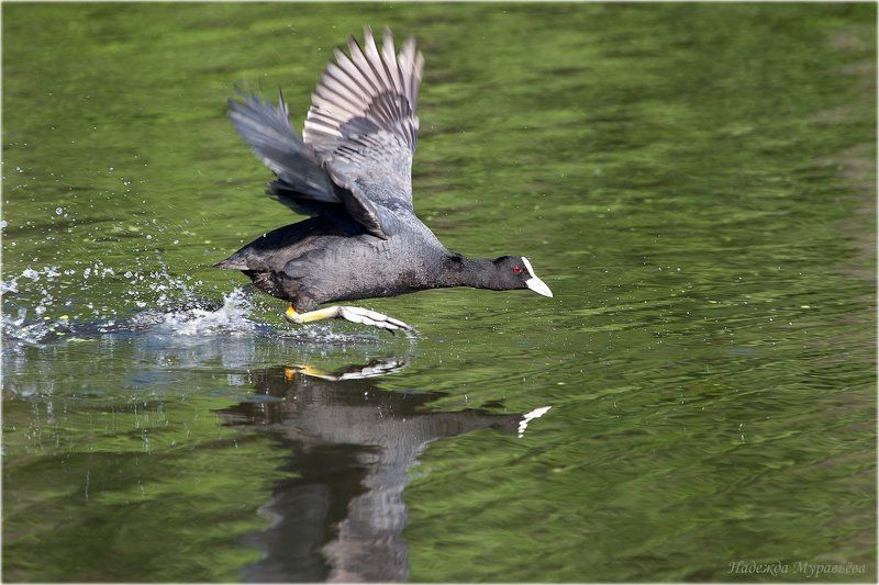 Fulica atra, Лысуха Бег на короткие дистанцииphoto preview