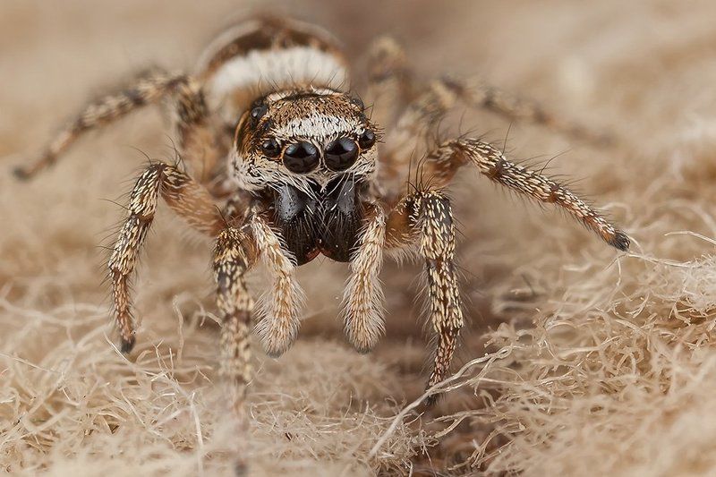 Cкакунphoto preview