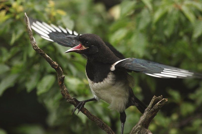 сорокиphoto preview