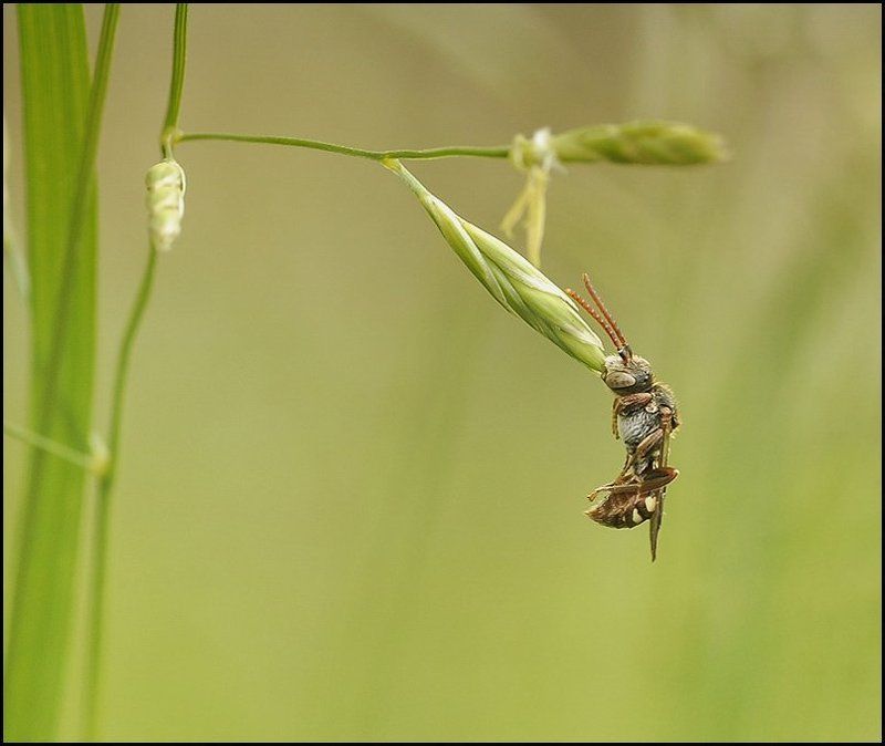 Прищепка...photo preview