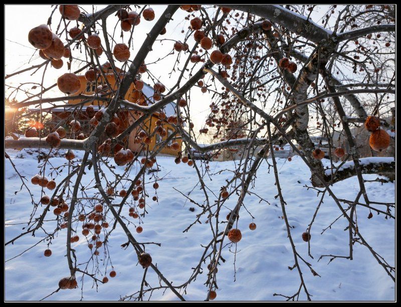 Зимние яблоки Яйлю.photo preview