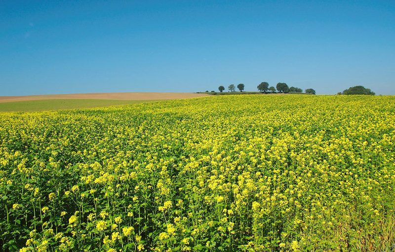 Рапсовое полеphoto preview