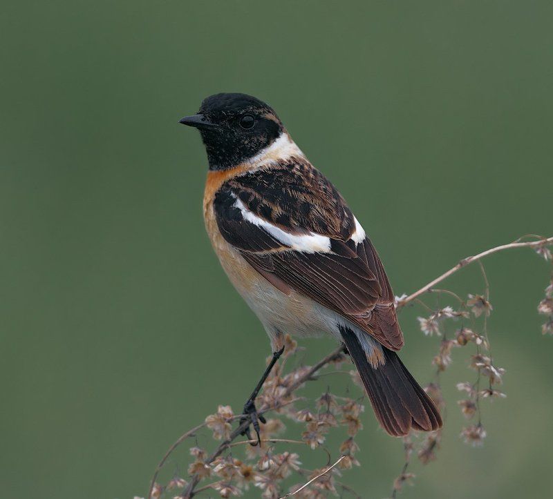 Birds, Saxicola rubetra, Птицы, Серия, Чекан ***photo preview