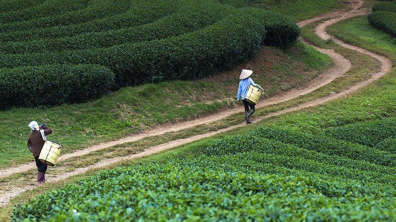 Viet Namphoto preview