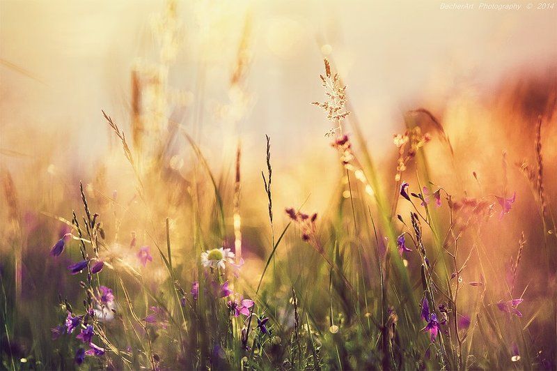 Celestial Summer IIIphoto preview