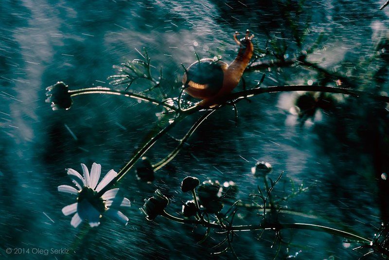 Oleg serkiz Один день из жизни улитокphoto preview