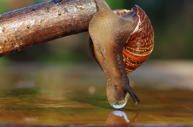 Акваманияphoto preview