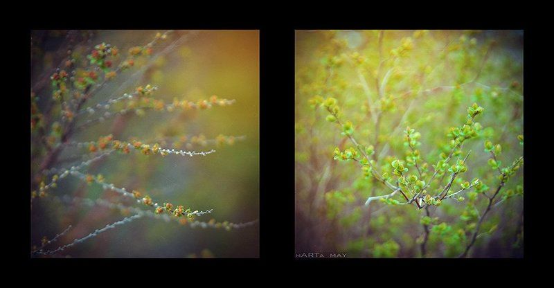 Nikon, Лето, Природа Лето в квадратеphoto preview