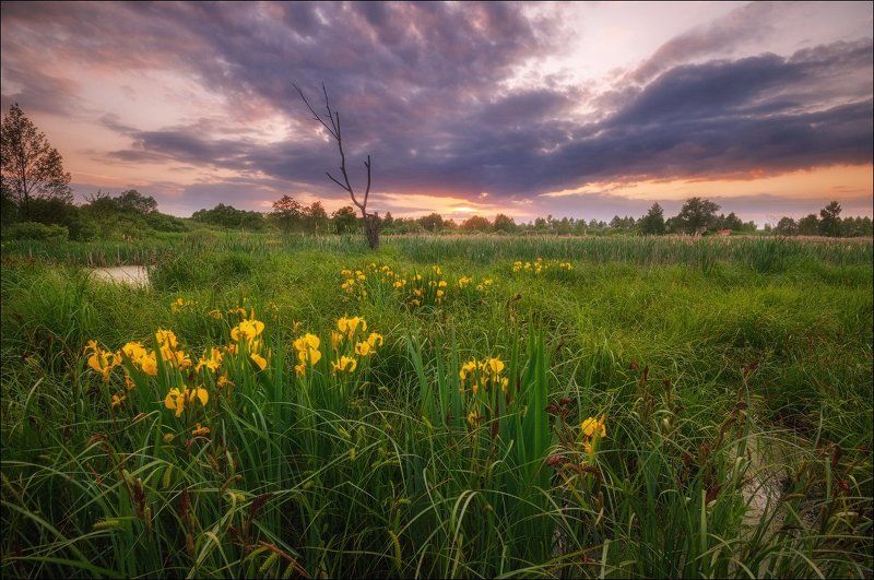 Болото, Закат, Подмосковье, Цветы Болотные ирисыphoto preview