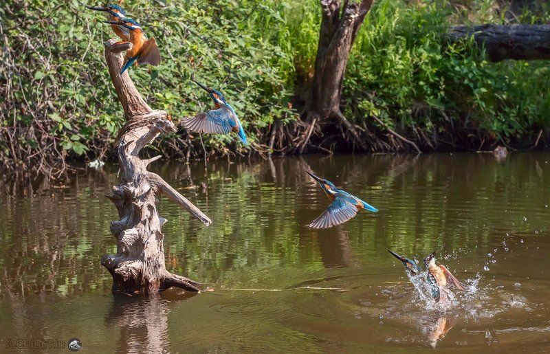 Зимородок, Зимородок в движении, Зимородок в полете, Зимородок ловит рыбу, Зимородок на ветке, Зимородок с рыбкой, Окресности, Портрет зимородка, Саров, Серийная съемка, Фотограф, Фотоохота Рыбалочкаphoto preview