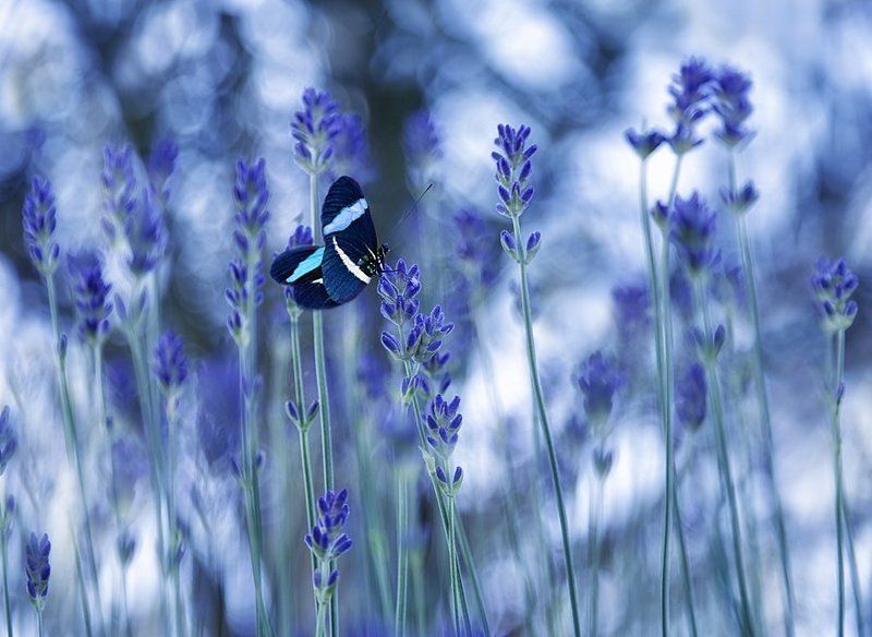The taste of lavenderphoto preview