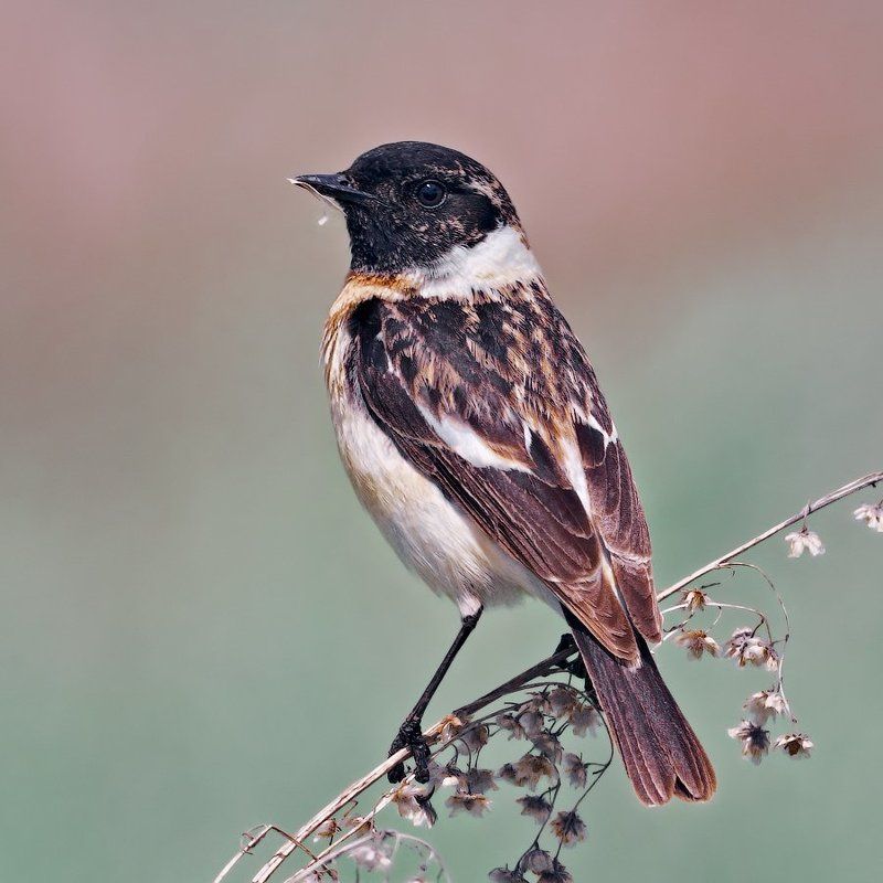 Saxicola rubetra, Птицы, Чекан ***photo preview