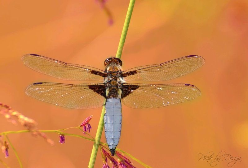 Libellula depressaphoto preview