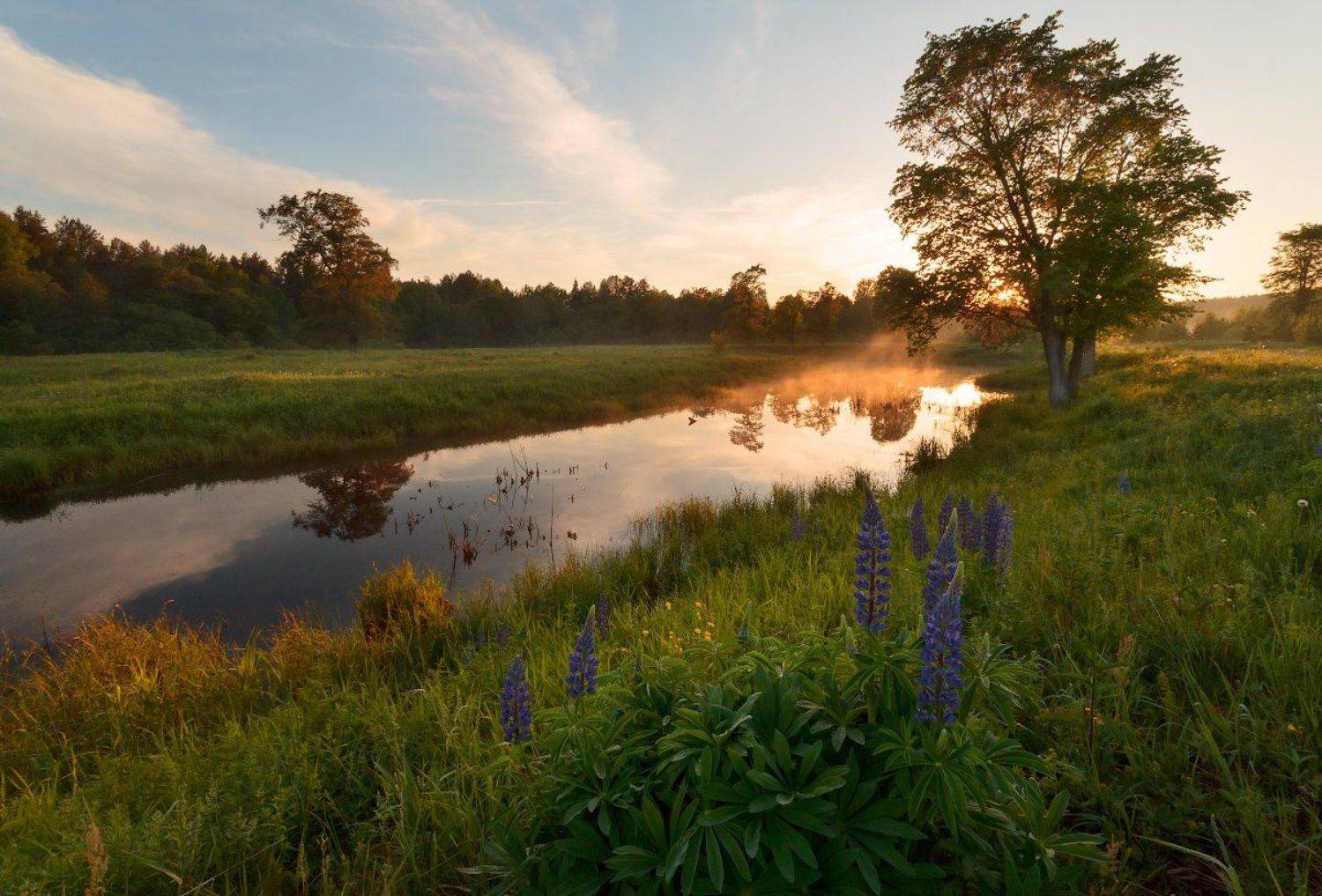 Люпины. Автор: Коровин Владимир , Коровин Владимир
