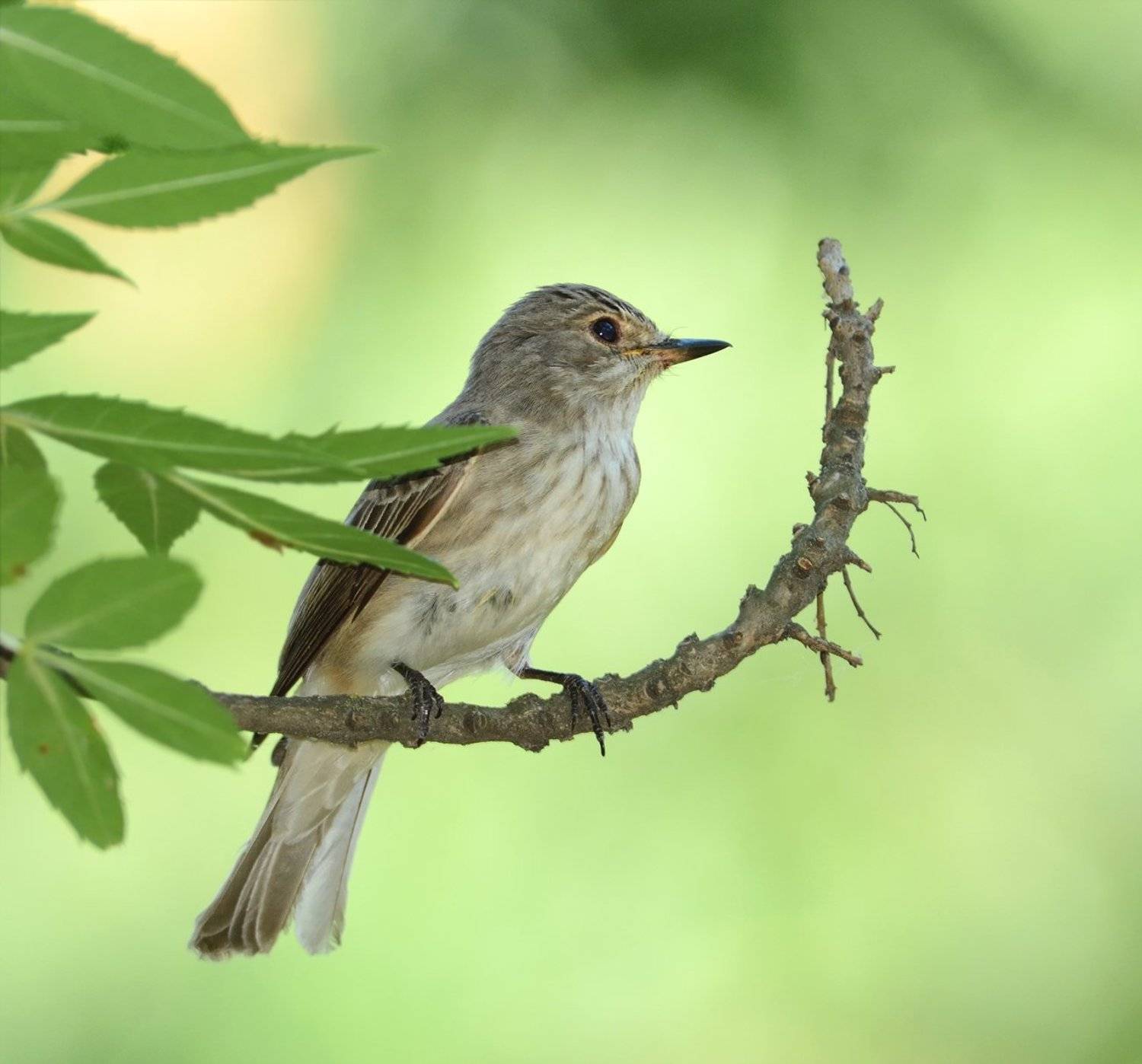 Серая мухоловка.. Автор: Игорь Олейник , Игорь Олейник