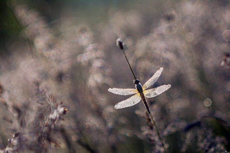 The departure. фото превью
