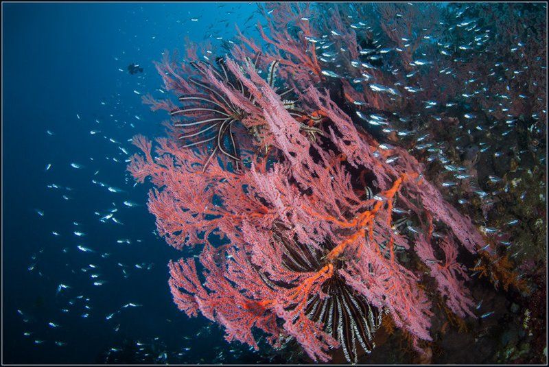 Reef lifephoto preview