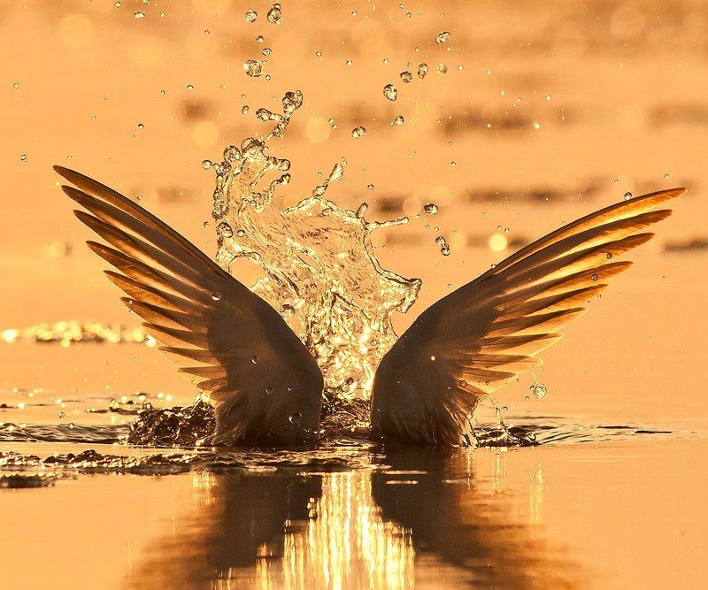 Diving...photo preview