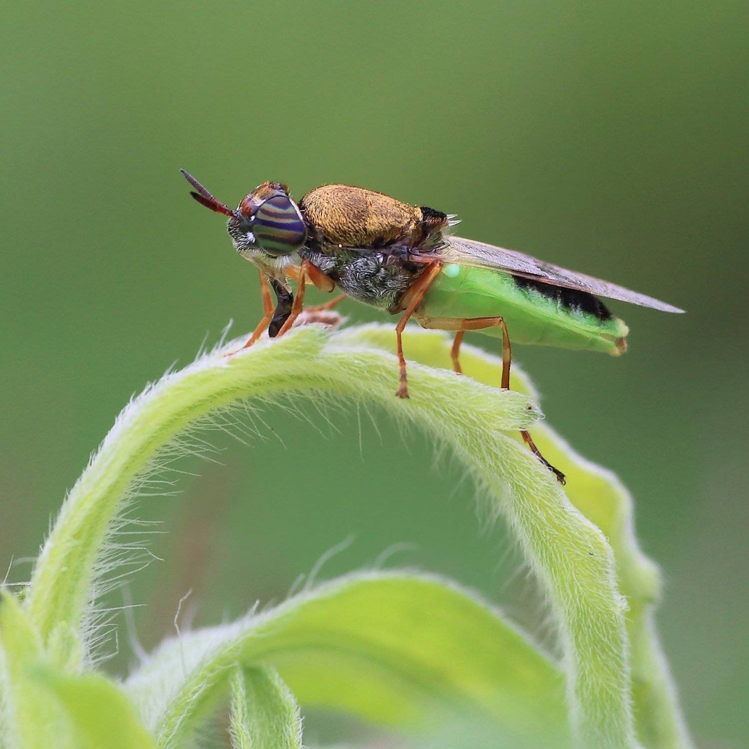 ***. Автор: 王锋 , 王锋