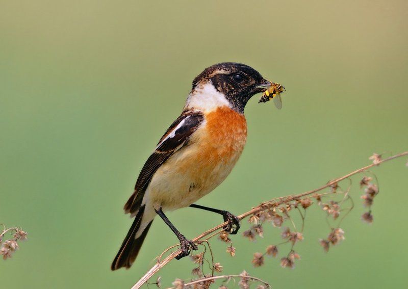 Saxicola rubicola, Птицы, Чекан ***photo preview