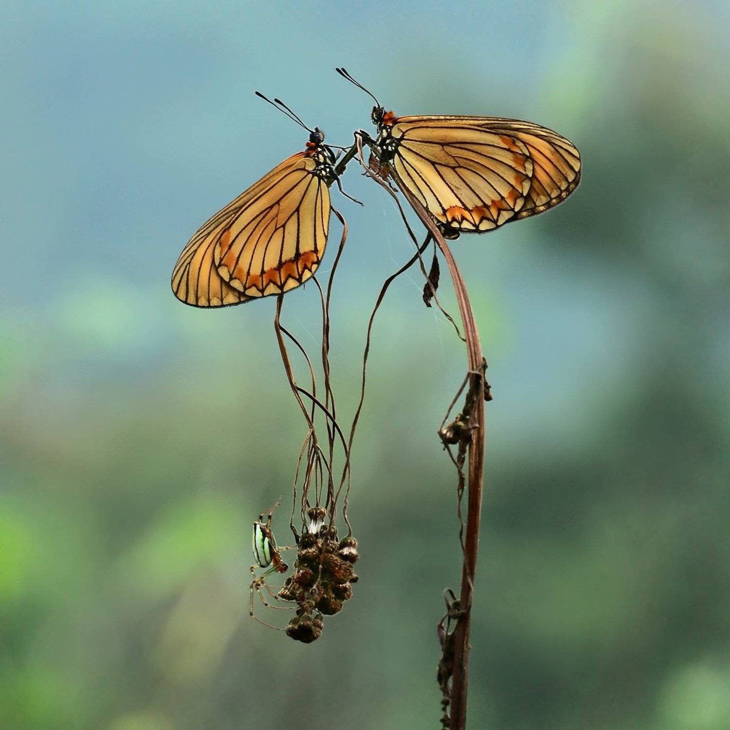 ***. Автор: 王锋 , 王锋
