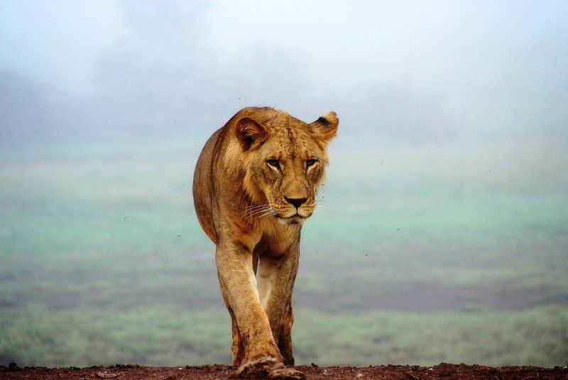 Взглядphoto preview