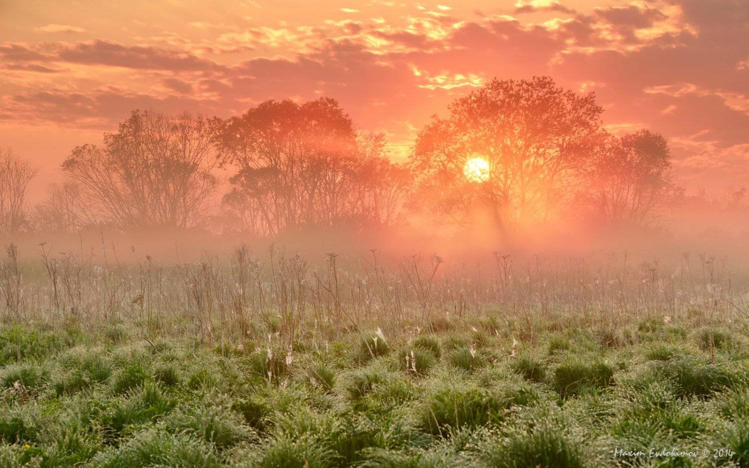 ***. Автор: Максим Евдокимов , Максим Евдокимов