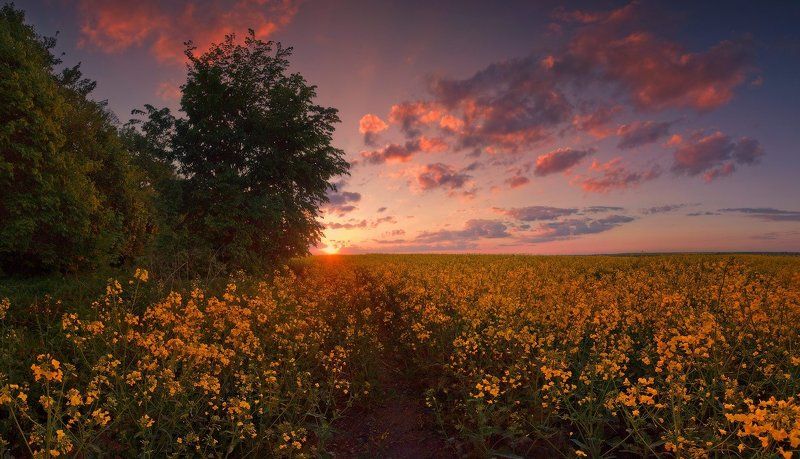 май, закат, поле, рапс, велосипед Майским вечеромphoto preview