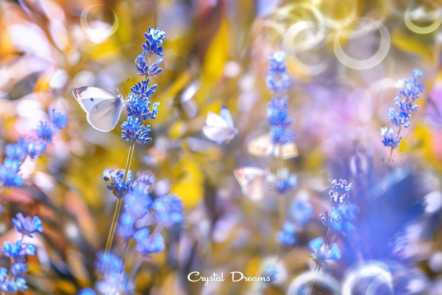 "Summer field of paints" (Летнее поле красок).. Автор: Татьяна Крылова crystal dreams, macro, summer, color, art, nature, Татьяна Крылова