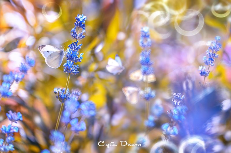 crystal dreams, macro, summer, color, art, nature \