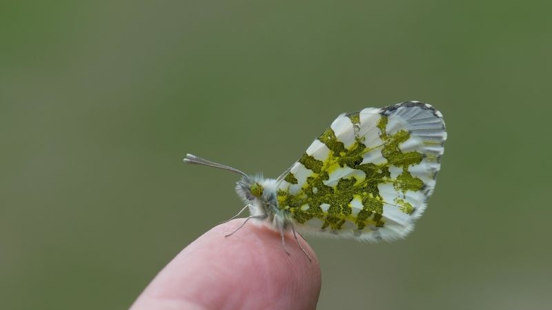 Orange-tip,butterfly Orange-tipphoto preview