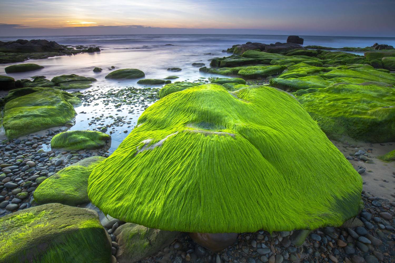 Sea moss season. Автор: vannguyenhop29@gmail.com , vannguyenhop29@gmail.com