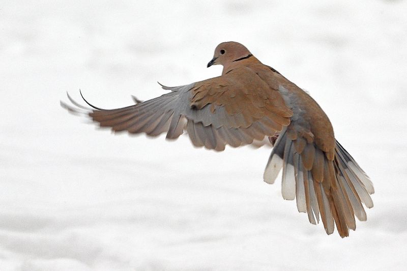 streptopelia decaocto Кольчатая горлицаphoto preview