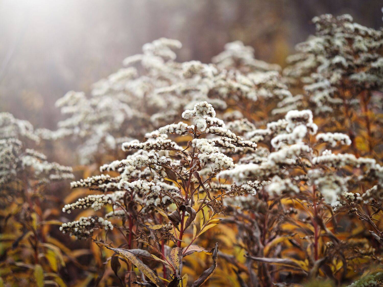 осень. ноябрь, макро, Сергей Калёв