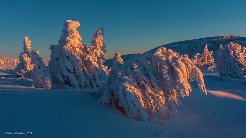 красочный, рассвет, кедры, пихты, снег, иней, сугробы, зима, гора курган, шерегеш, горная шория Pro жизнь наверху фото превью