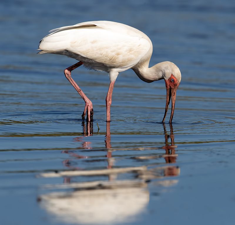 ибис, white ibis, ibis, florida, флорида White Ibis - Белый Ибисphoto preview