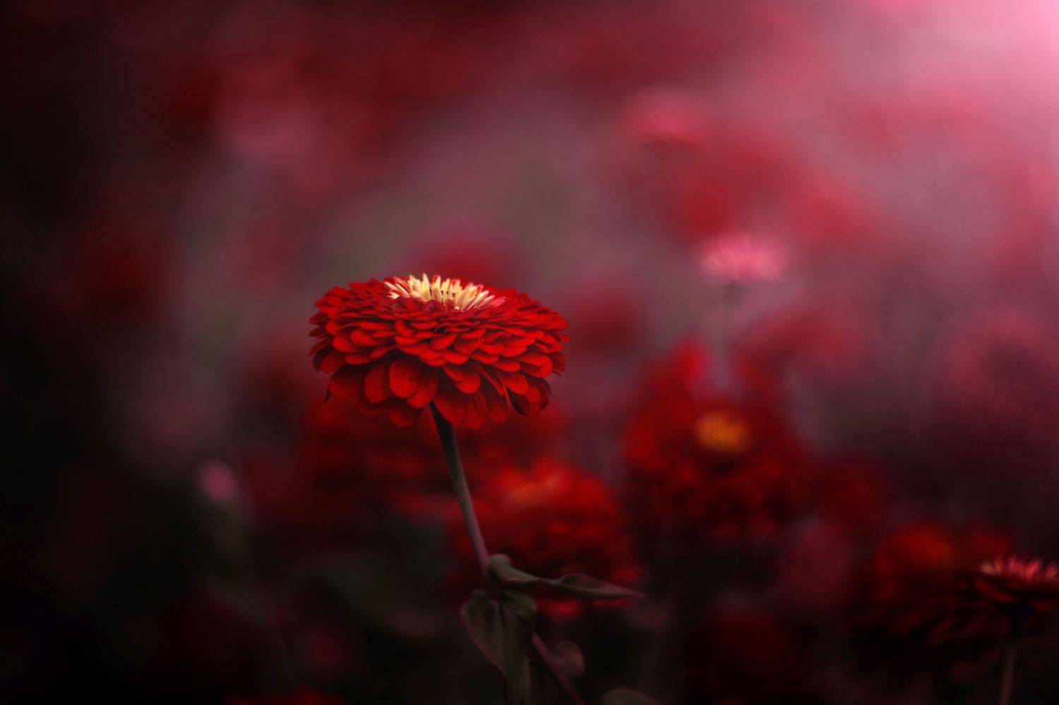 Red. Автор: Борислав Алексиев red,flowers,nature,light,bokeh,zenit,helios,nikon,, Борислав Алексиев