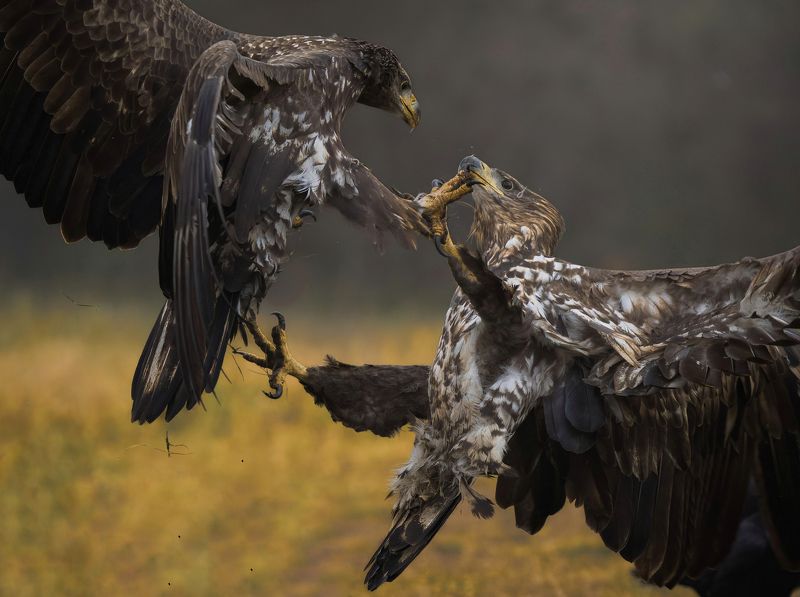 bird, birds, birdsofpray, raptors, white-tailed eagles, forest, dusk, action, nature, wildlife, animals Fightphoto preview