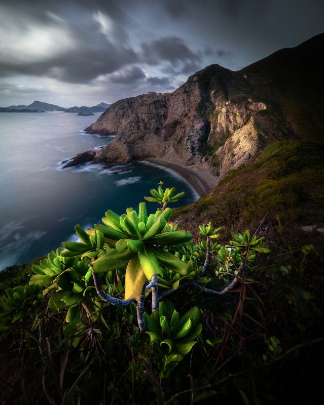 #landscape, #photography, #plant, #moody, #cloud, #hongkong, #geopark Alivephoto preview
