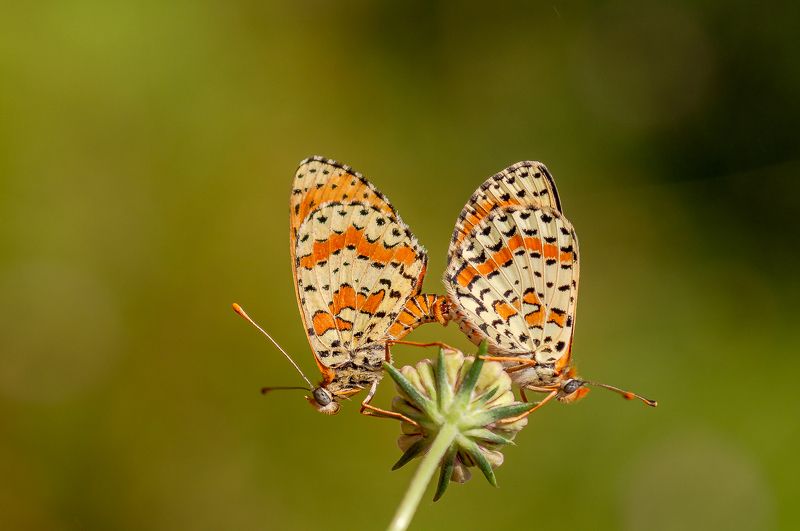 butterfly,benekli i̇parhan , melitaea didyma /,spotted fritillary /,red-band fritillary,kelebek Spotted Fritillaryphoto preview