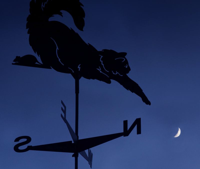 небесный котphoto preview