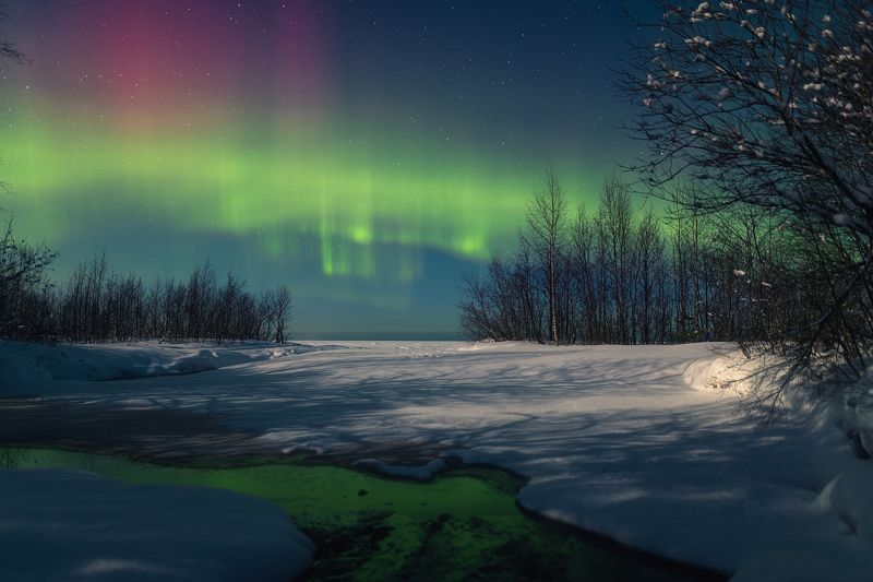 aurora borelias, northen lights, winter, forest photo preview