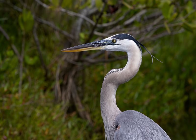 great blue heron, большая голубая цапля, цапля, heron, florida Great Blue Heron - Большая голубая цапляphoto preview
