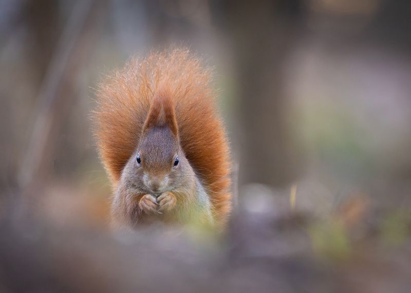 Squirrelphoto preview