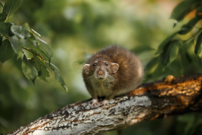 крыса, домашные животные Крыскаphoto preview