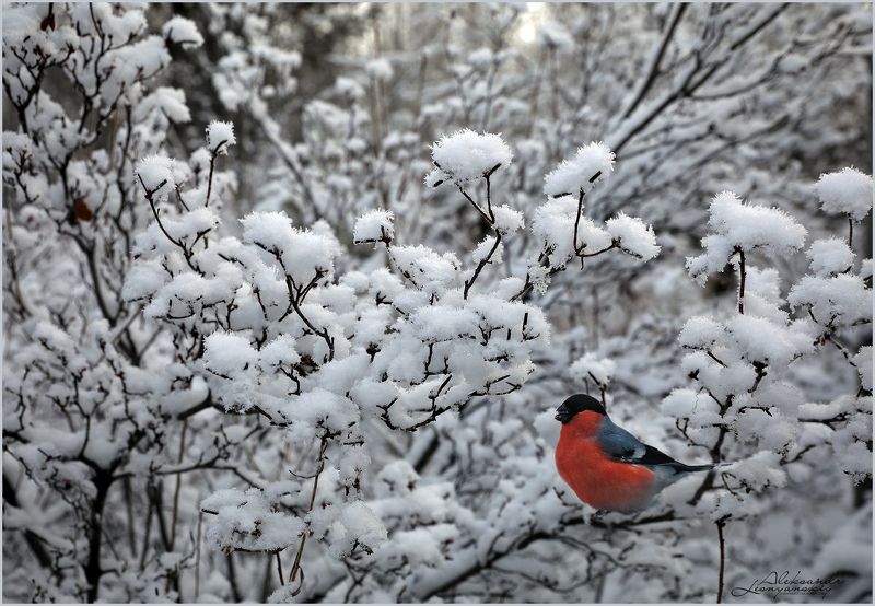 забайкальский край, чита Снегирь и рододендрон даурскийphoto preview