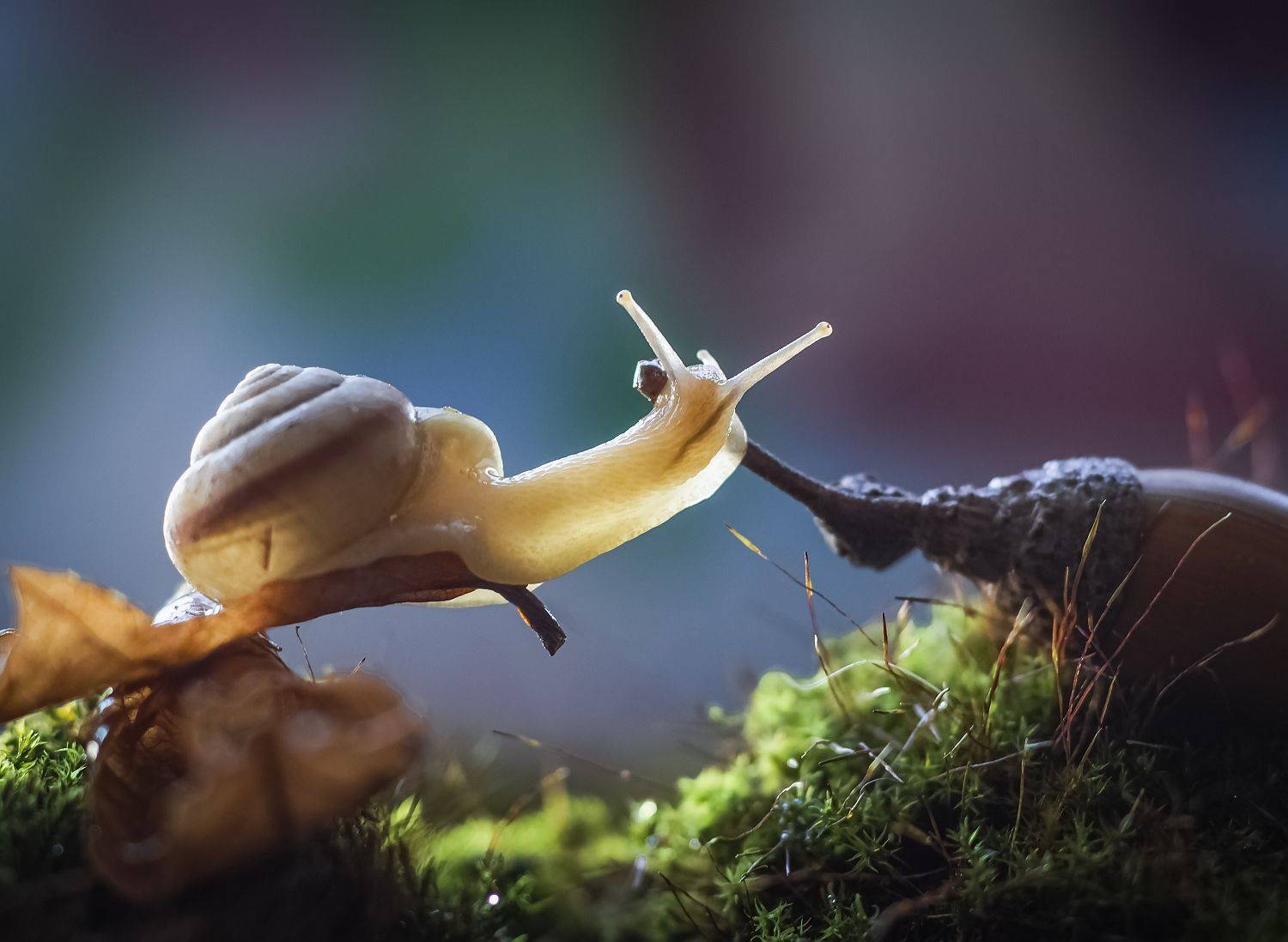 Архимед. Автор: Анатолич , Анатолич