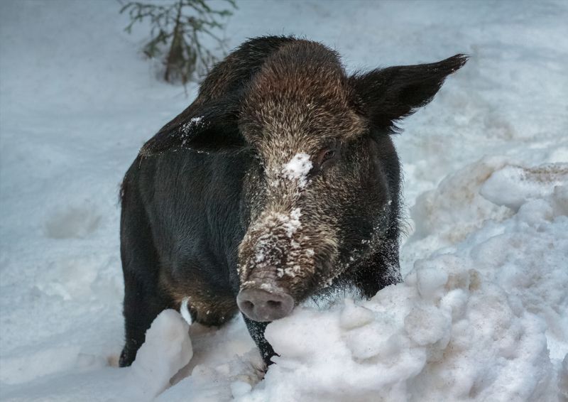 кабан, лес, зима, снег Лесной бульдозерphoto preview